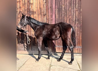 Deutsches Sportpferd, Hengst, 1 Jahr, 140 cm, Rappe