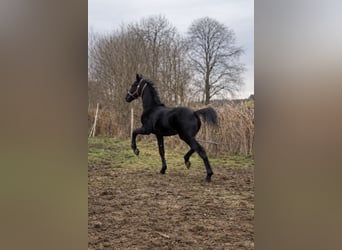 Deutsches Sportpferd, Hengst, 1 Jahr, 140 cm, Rappe