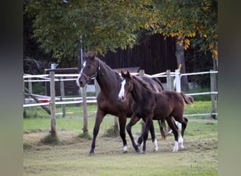 Deutsches Sportpferd, Hengst, 1 Jahr, 143 cm, Dunkelbrauner