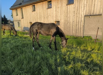 Deutsches Sportpferd, Hengst, 1 Jahr, 153 cm, Schwarzbrauner