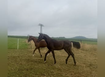 Deutsches Sportpferd, Hengst, 1 Jahr, 156 cm, Dunkelbrauner