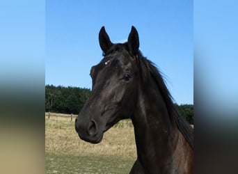 Deutsches Sportpferd, Hengst, 1 Jahr, 165 cm, Rappe