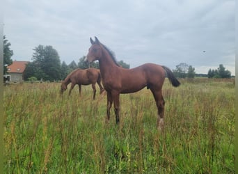 Deutsches Sportpferd, Hengst, 1 Jahr, 168 cm, Brauner