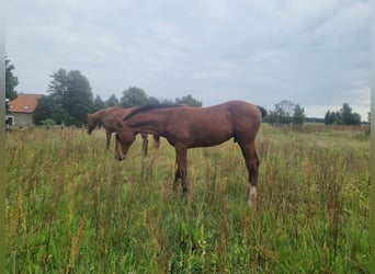 Deutsches Sportpferd, Hengst, 1 Jahr, 168 cm, Brauner