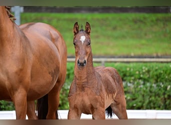 Deutsches Sportpferd, Hengst, 1 Jahr, 168 cm, Brauner