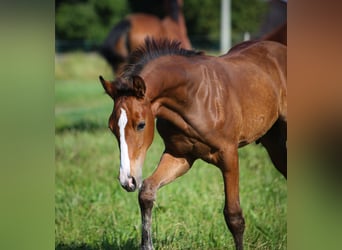 Deutsches Sportpferd, Hengst, 1 Jahr, 168 cm, Brauner