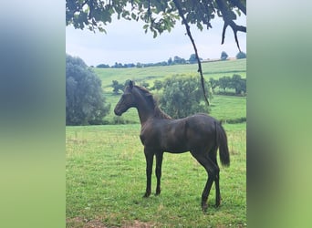 Deutsches Sportpferd, Hengst, 1 Jahr, 168 cm, Dunkelbrauner