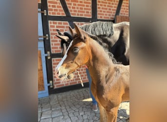 Deutsches Sportpferd, Hengst, 1 Jahr, 169 cm, Schwarzbrauner