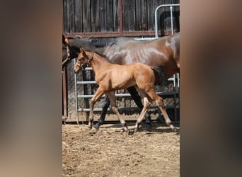 Deutsches Sportpferd, Hengst, 1 Jahr, 170 cm, Brauner