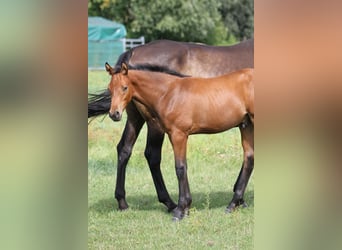 Deutsches Sportpferd, Hengst, 1 Jahr, 170 cm, Brauner