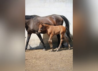 Deutsches Sportpferd, Hengst, 1 Jahr, 170 cm, Brauner