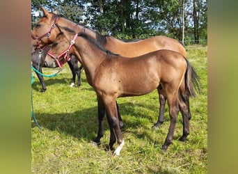 Deutsches Sportpferd, Hengst, 1 Jahr, 170 cm, Brauner