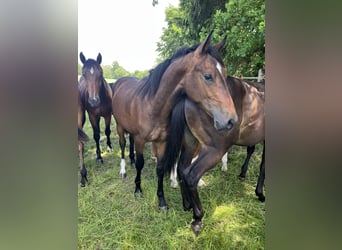 Deutsches Sportpferd, Hengst, 1 Jahr, 170 cm, Brauner