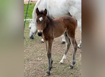 Deutsches Sportpferd, Hengst, 1 Jahr, 170 cm, Brauner