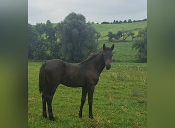 Deutsches Sportpferd, Hengst, 1 Jahr, 170 cm, Dunkelbrauner