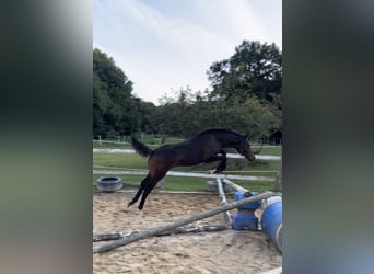 Deutsches Sportpferd, Hengst, 1 Jahr, 170 cm, Dunkelbrauner
