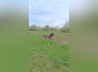 Deutsches Sportpferd, Hengst, 1 Jahr, 170 cm, Dunkelbrauner