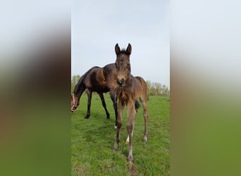 Deutsches Sportpferd, Hengst, 1 Jahr, 170 cm, Dunkelbrauner