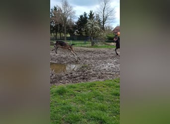 Deutsches Sportpferd, Hengst, 1 Jahr, 170 cm, Dunkelbrauner