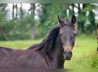 Deutsches Sportpferd, Hengst, 1 Jahr, 170 cm, Dunkelbrauner