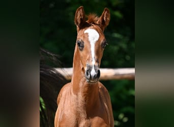 Deutsches Sportpferd, Hengst, 1 Jahr, 170 cm, Dunkelfuchs