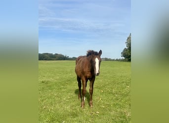 Deutsches Sportpferd, Hengst, 1 Jahr, 170 cm, Dunkelfuchs
