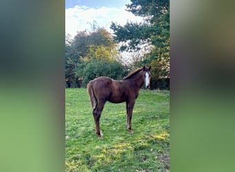 Deutsches Sportpferd, Hengst, 1 Jahr, 170 cm, Dunkelfuchs