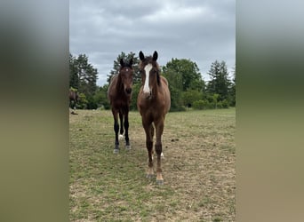 Deutsches Sportpferd, Hengst, 1 Jahr, 170 cm, Dunkelfuchs