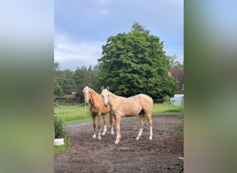 Deutsches Sportpferd, Hengst, 1 Jahr, 170 cm, Palomino