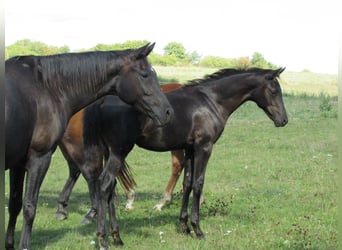 Deutsches Sportpferd, Hengst, 1 Jahr, 170 cm, Rappe