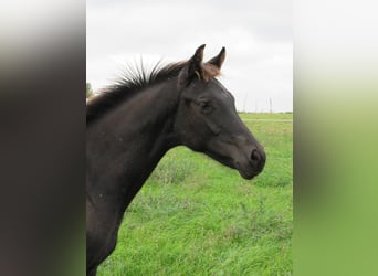 Deutsches Sportpferd, Hengst, 1 Jahr, 170 cm, Rappe