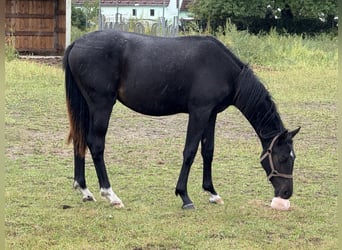 Deutsches Sportpferd, Hengst, 1 Jahr, 170 cm, Rappe