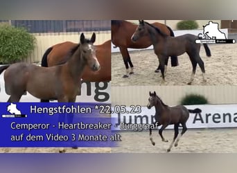 Deutsches Sportpferd, Hengst, 1 Jahr, 170 cm, Schimmel