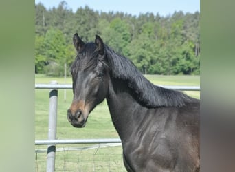 Deutsches Sportpferd, Hengst, 1 Jahr, 170 cm, Schwarzbrauner