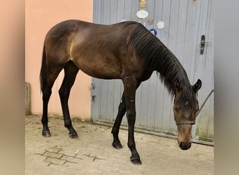 Deutsches Sportpferd, Hengst, 1 Jahr, 172 cm, Schwarzbrauner