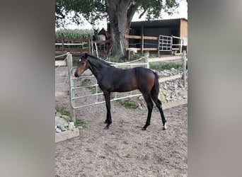 Deutsches Sportpferd, Hengst, 1 Jahr, 174 cm, Dunkelbrauner