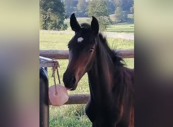 Deutsches Sportpferd, Hengst, 1 Jahr, 174 cm, Dunkelbrauner