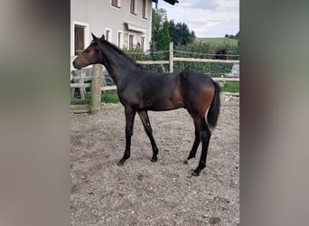 Deutsches Sportpferd, Hengst, 1 Jahr, 174 cm, Dunkelbrauner