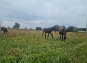 Deutsches Sportpferd, Hengst, 1 Jahr, 174 cm, Dunkelbrauner