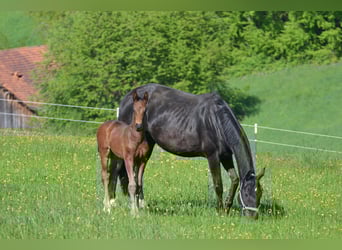 Deutsches Sportpferd, Hengst, 1 Jahr, 175 cm, Dunkelbrauner