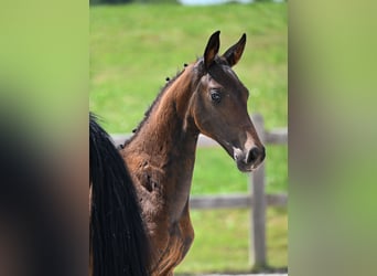 Deutsches Sportpferd, Hengst, 1 Jahr, 175 cm, Dunkelbrauner