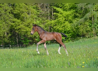 Deutsches Sportpferd, Hengst, 1 Jahr, 175 cm, Dunkelbrauner