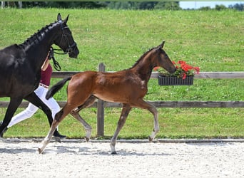 Deutsches Sportpferd, Hengst, 1 Jahr, 175 cm, Dunkelbrauner