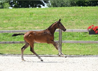 Deutsches Sportpferd, Hengst, 1 Jahr, 175 cm, Dunkelbrauner