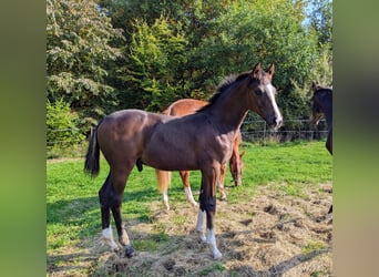Deutsches Sportpferd, Hengst, 1 Jahr, Brauner