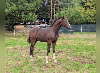 Deutsches Sportpferd, Hengst, 1 Jahr, Brauner