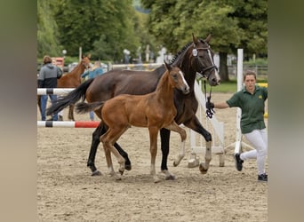 Deutsches Sportpferd, Hengst, 1 Jahr, Brauner