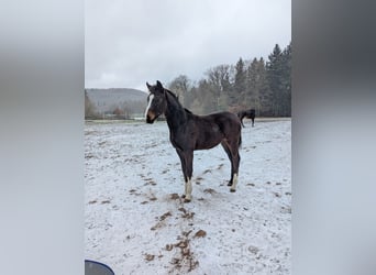 Deutsches Sportpferd, Hengst, 1 Jahr, Brauner