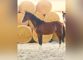Deutsches Sportpferd, Hengst, 1 Jahr, Brauner