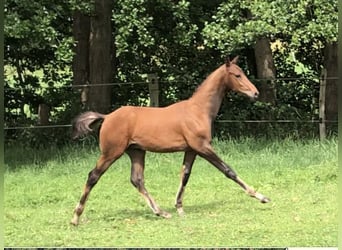 Deutsches Sportpferd, Hengst, 1 Jahr, Brauner